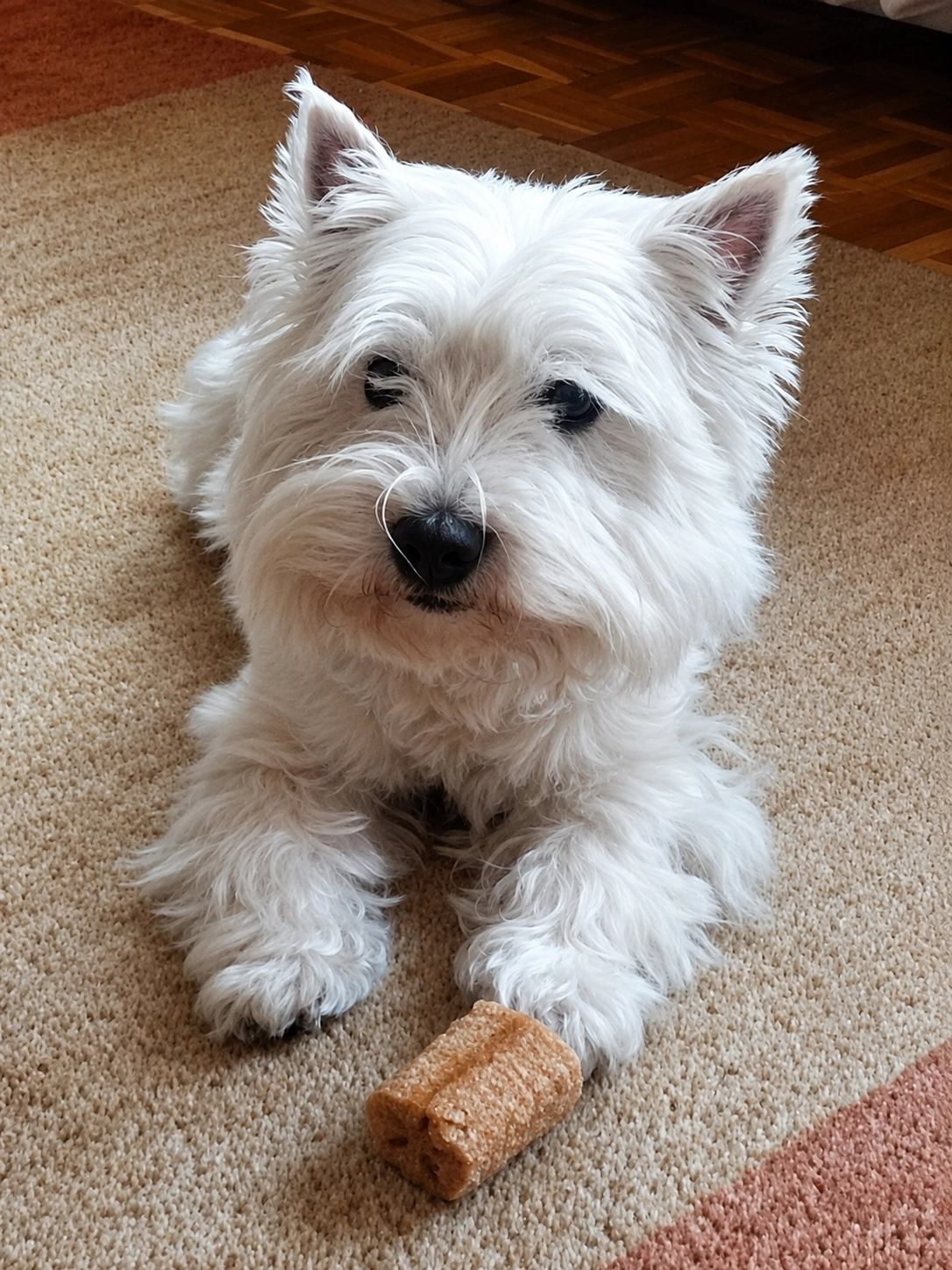 Paula, ein weißer West Highland White Terrier